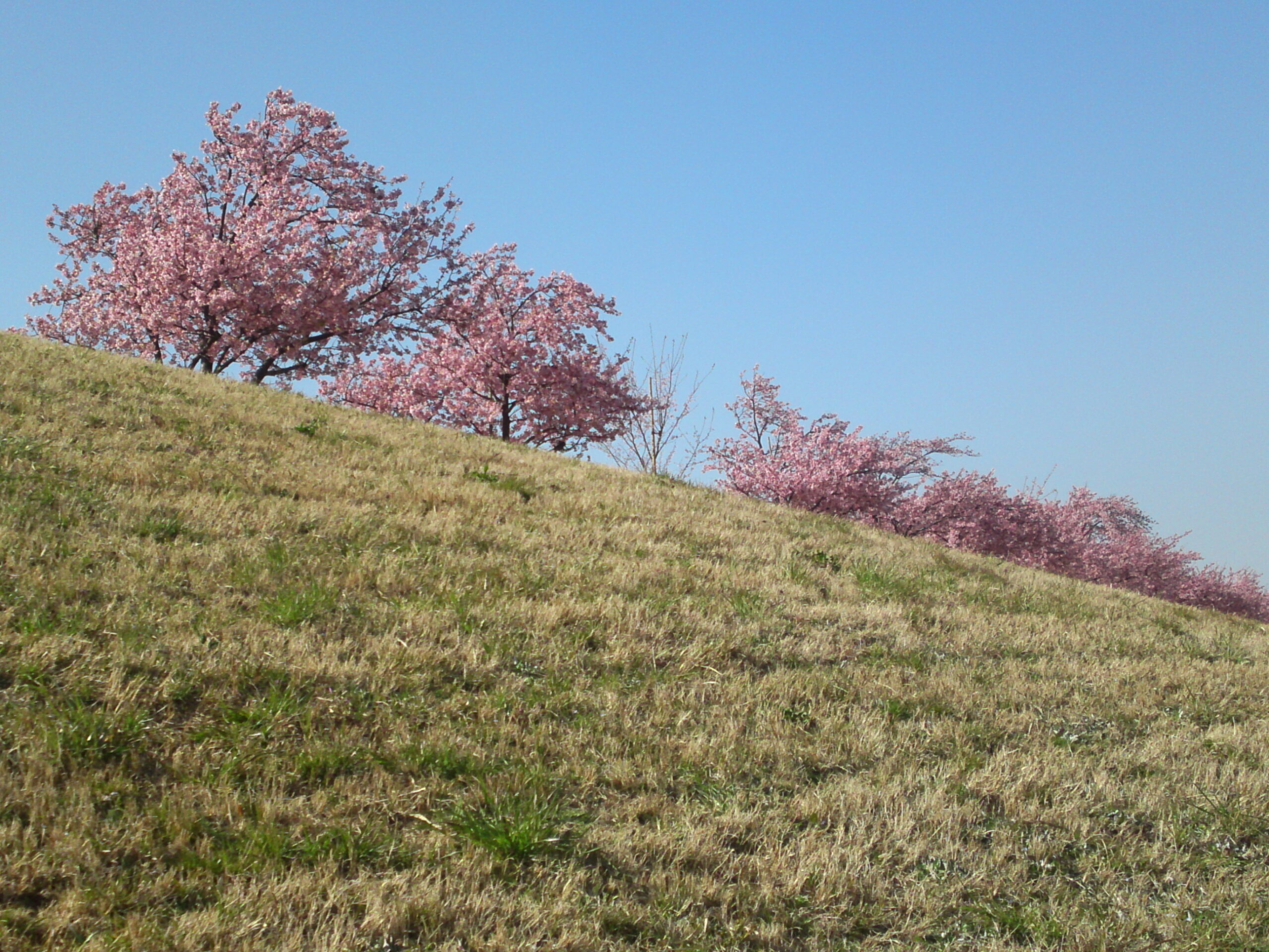 河津桜