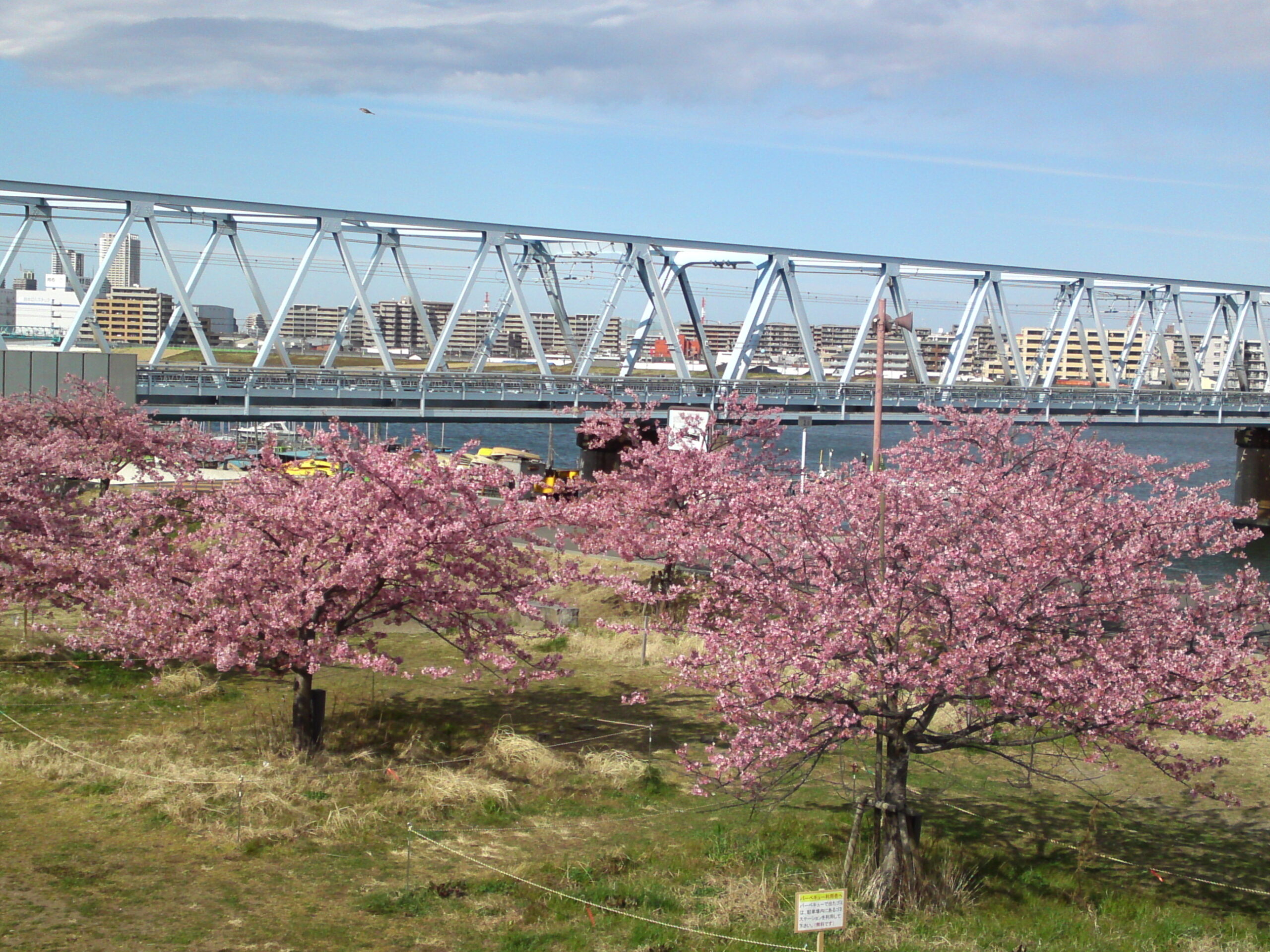 河津桜