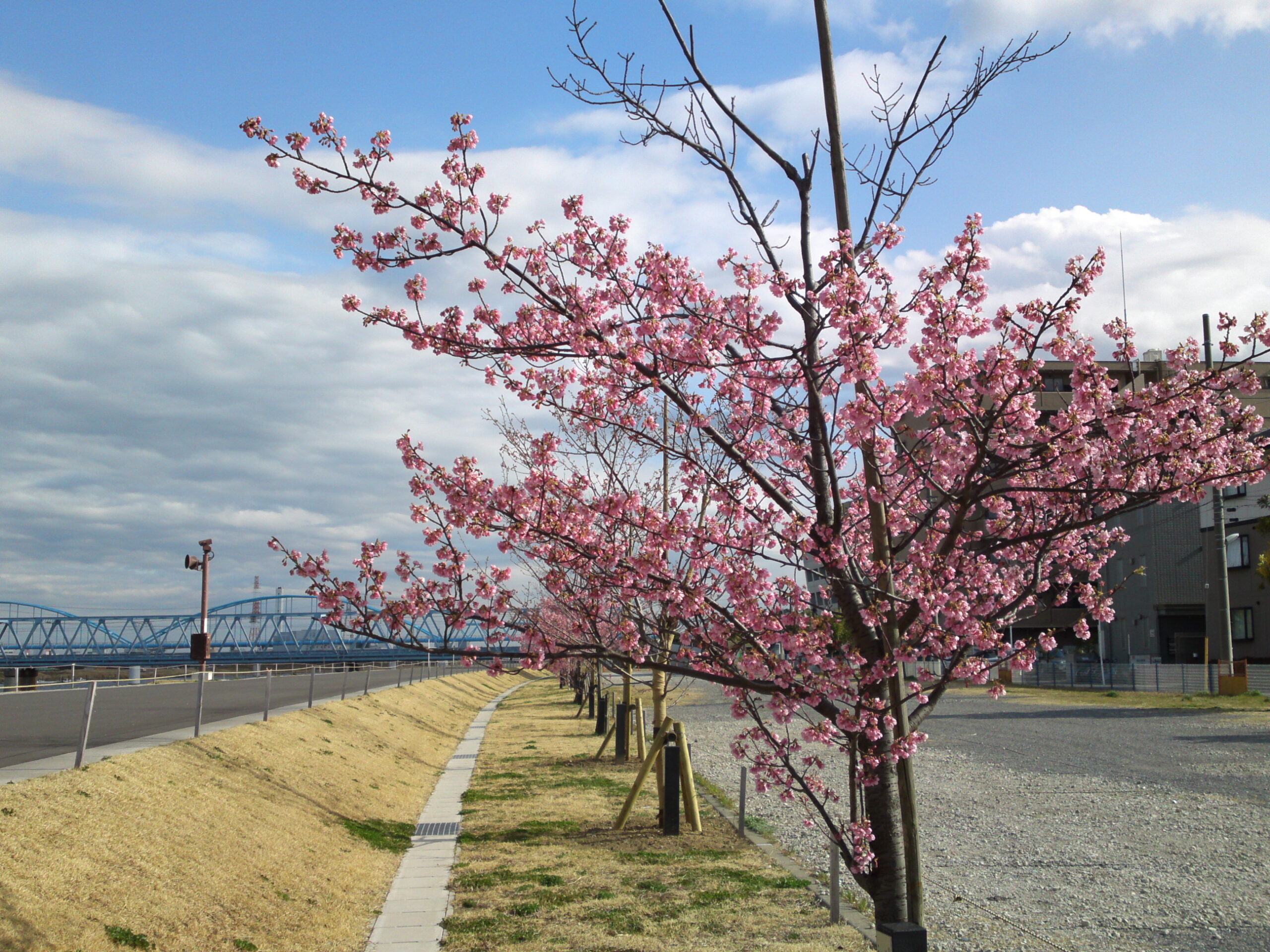 河津桜