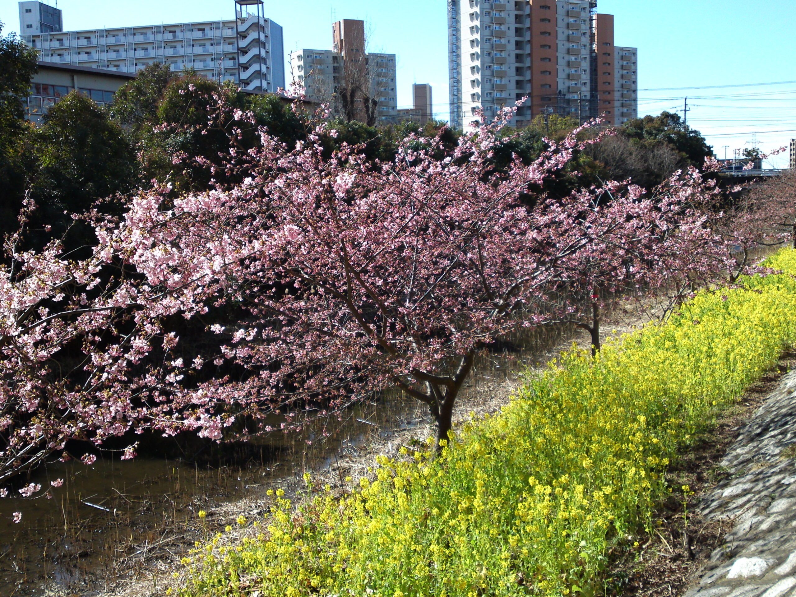 河津桜