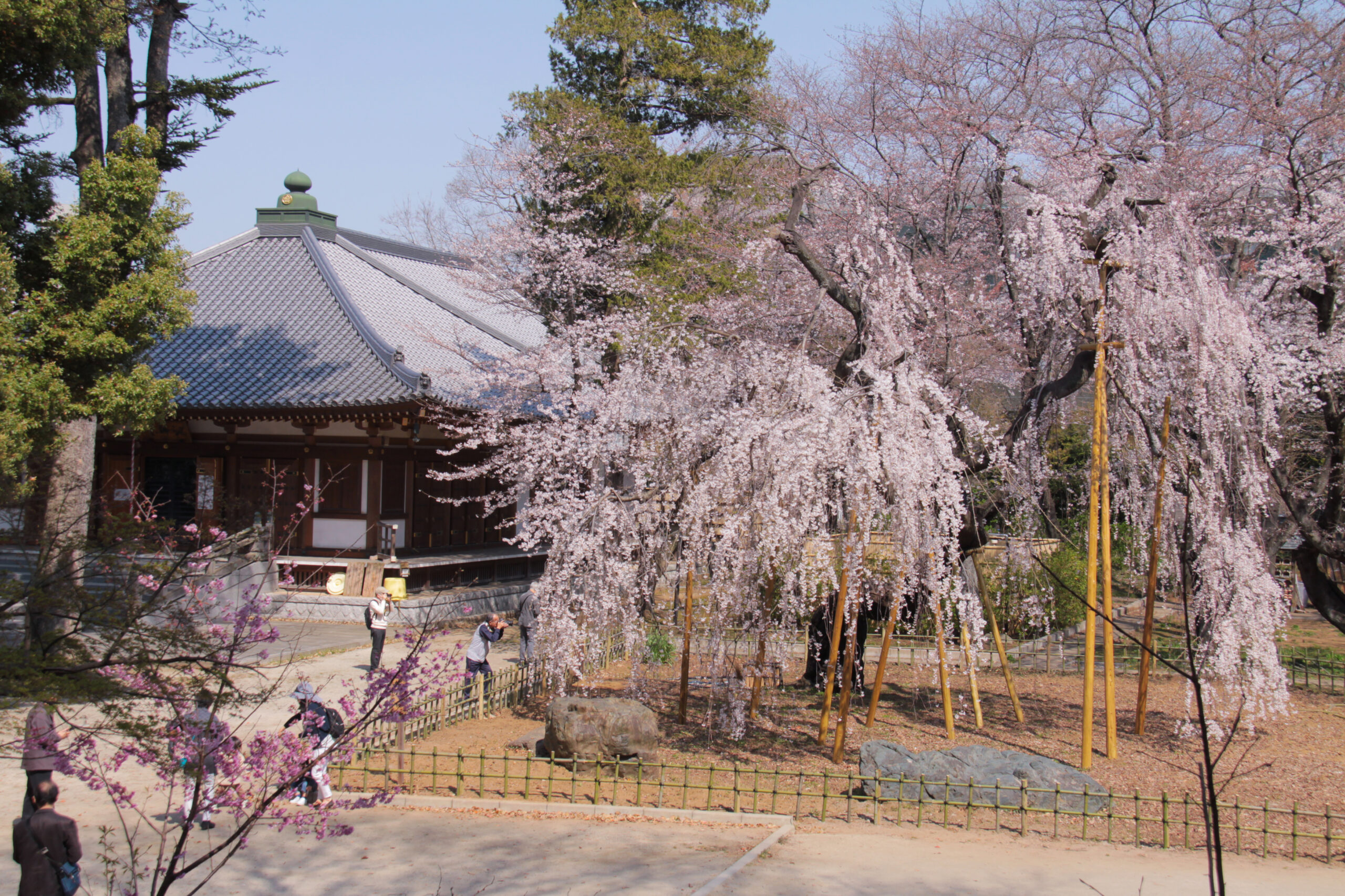 真間山弘法寺 | 市川市観光協会