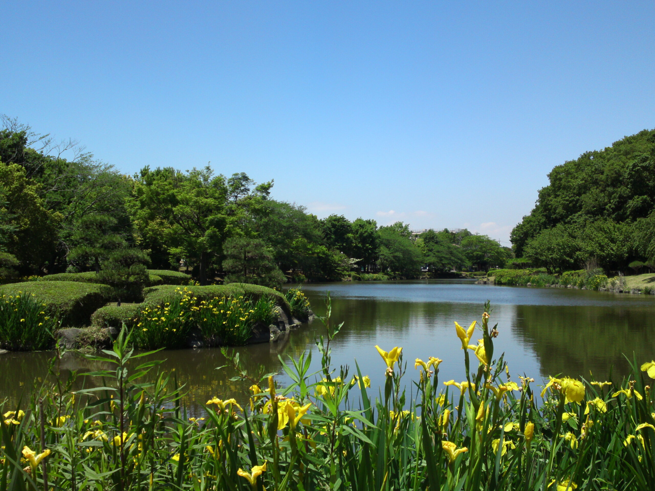 じゅん菜池