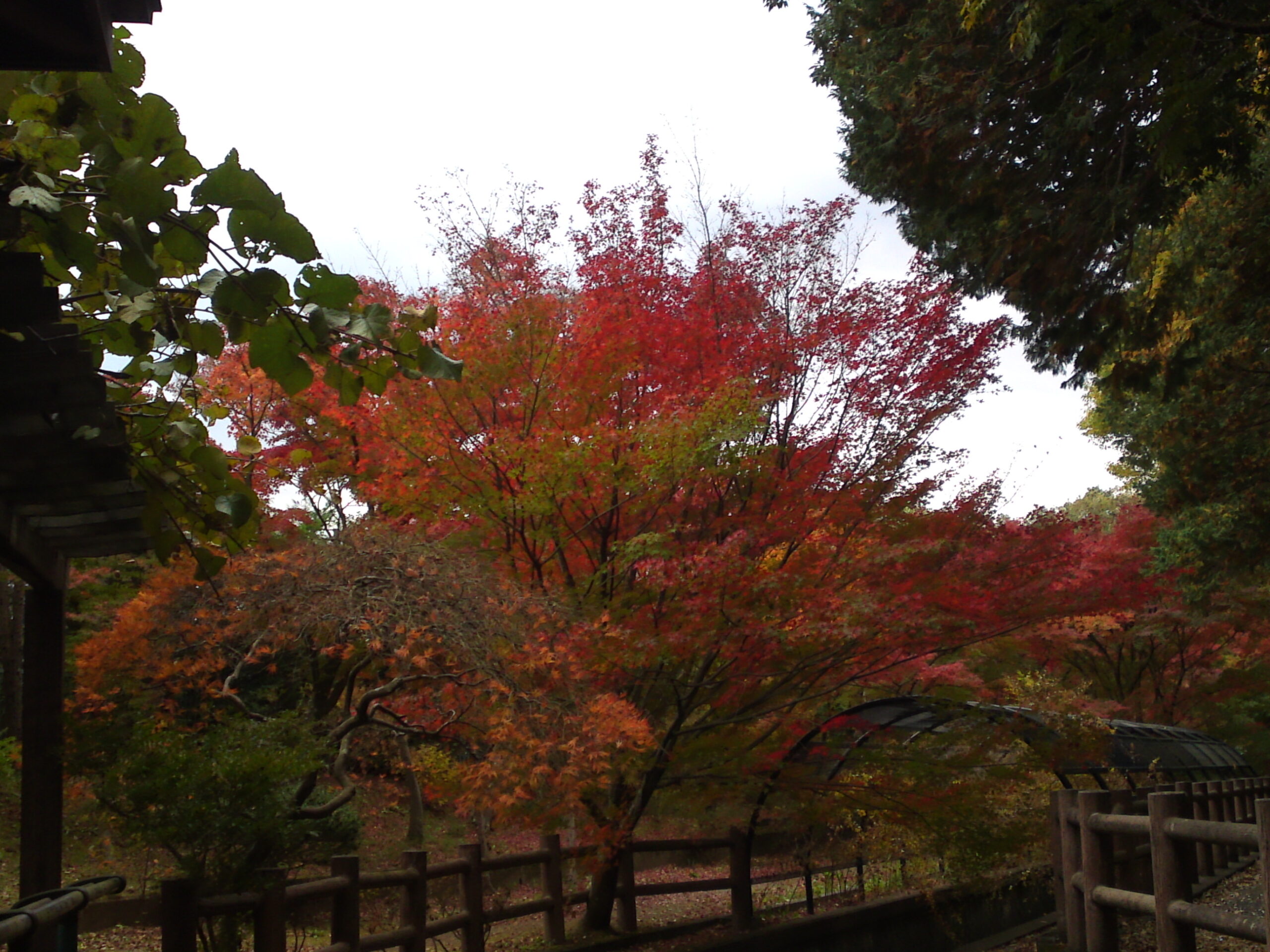 自然観察園