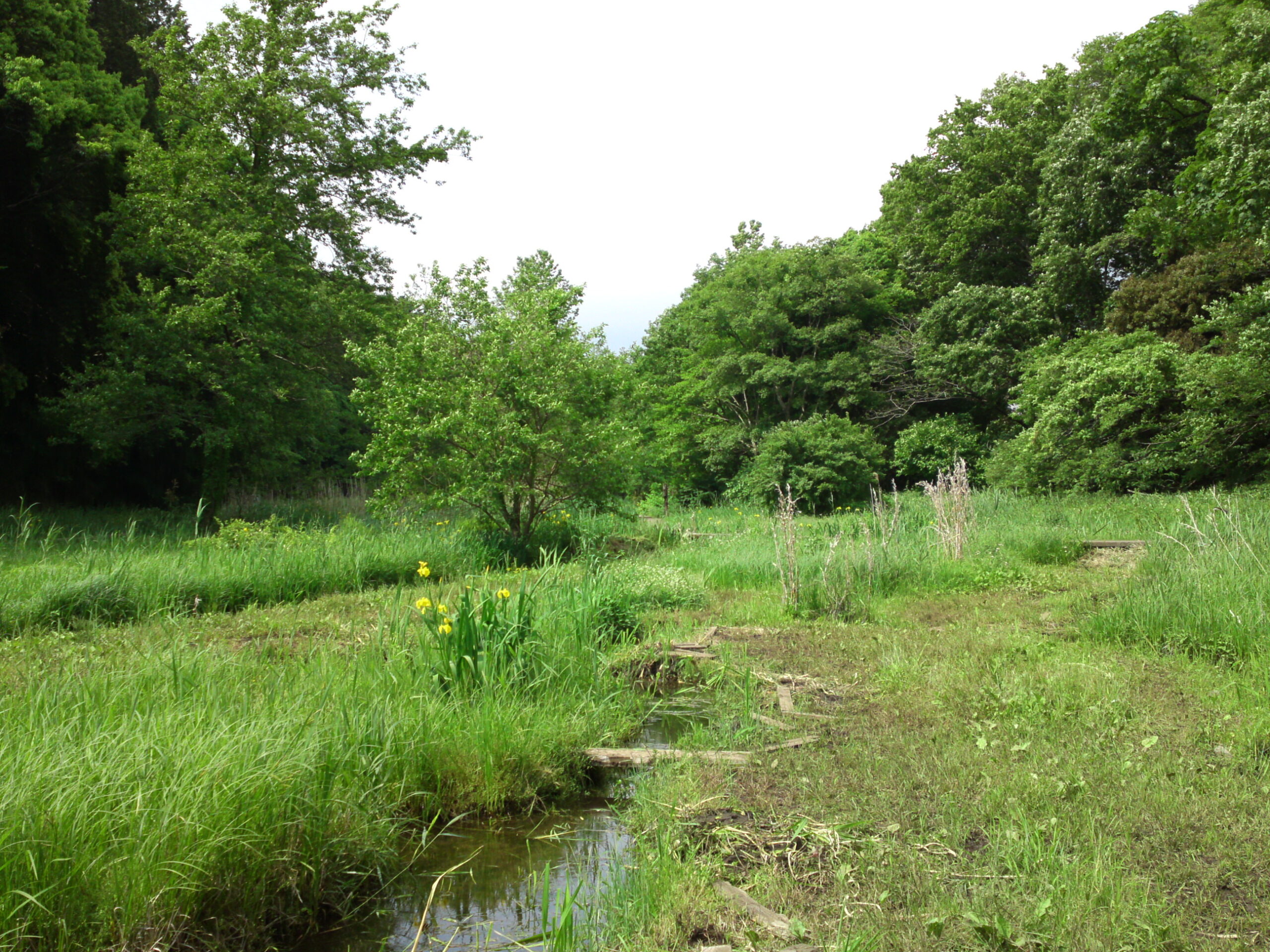 自然観察園